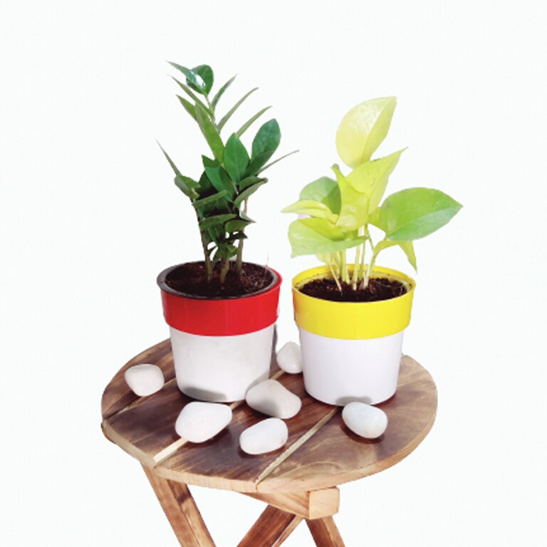 Indoor Air Purifier Plants For Home â€“ Golden Money Plant & ZZ Plant (Dual Color Pot)